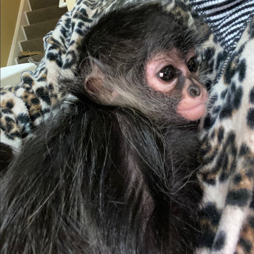 Meet your Posher, Victoria